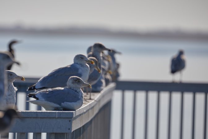 Seagulls lined up on pier.