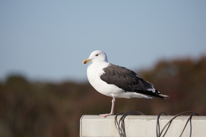 Seagulls standing on railing.