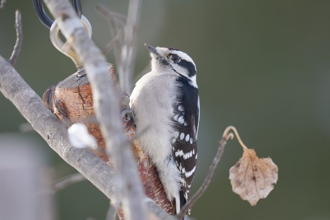 Common woodpecker on branch.