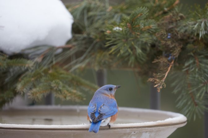 Bluebird on bird bath.