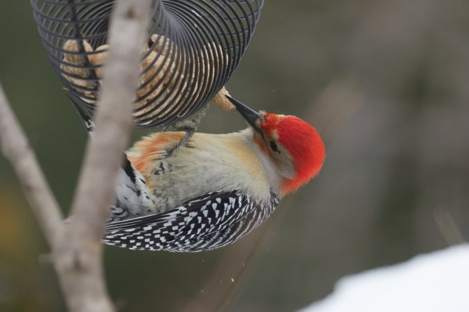 Red headed woodpecker picking peanut out of feeder.