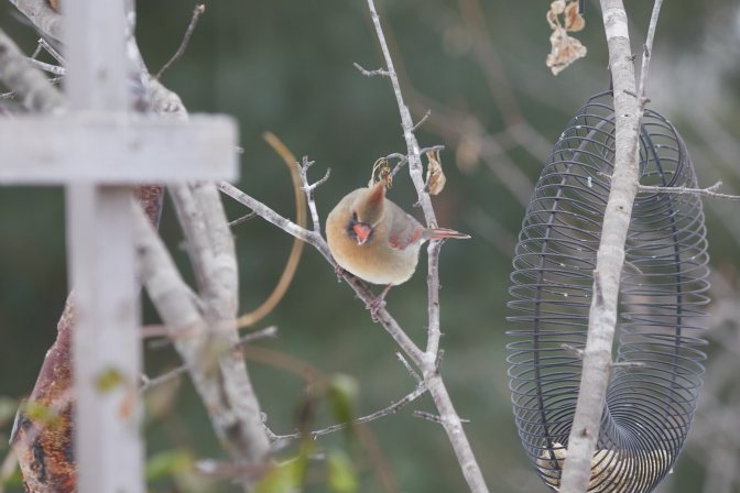 Northern cardinal on branch.