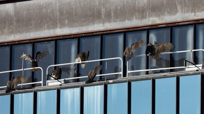 Vultures perched atop Bell Labs.