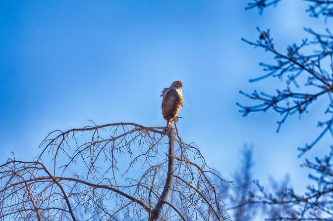 Hawk on tree.