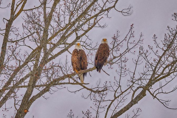 Two bald eagles sitting in a tree.