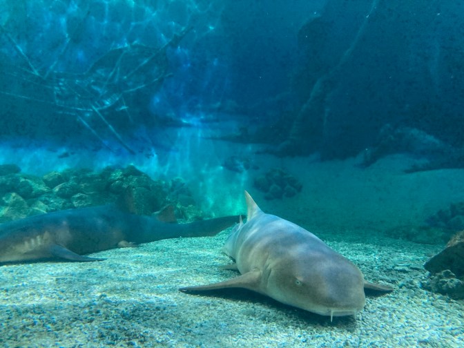 Two sharks on bottom of shark tank.