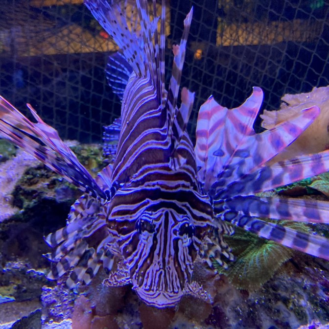 Close-up of lion fish.
