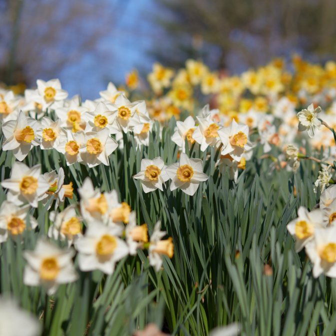 White and yellow daffodils.