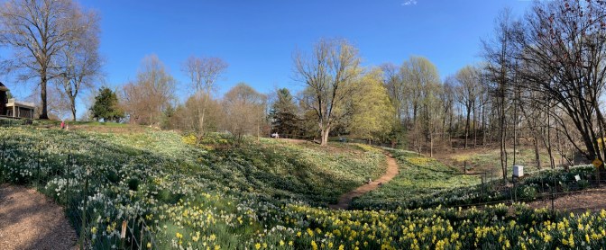 Panorama of glacial bowl filled with daffodils.