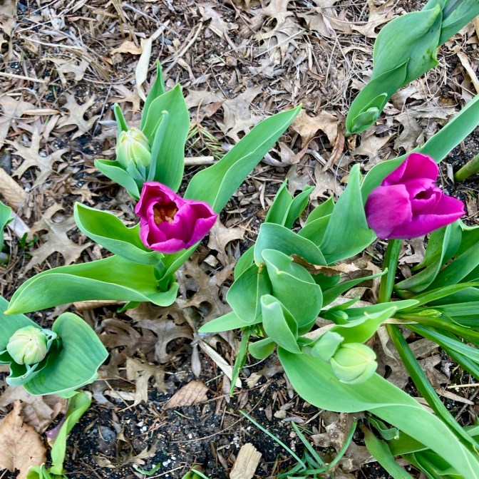 Tulips in bloom.