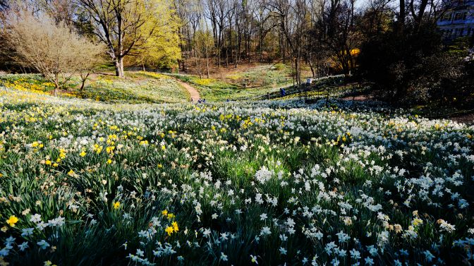 Daffodils running throughout glacial bowl.