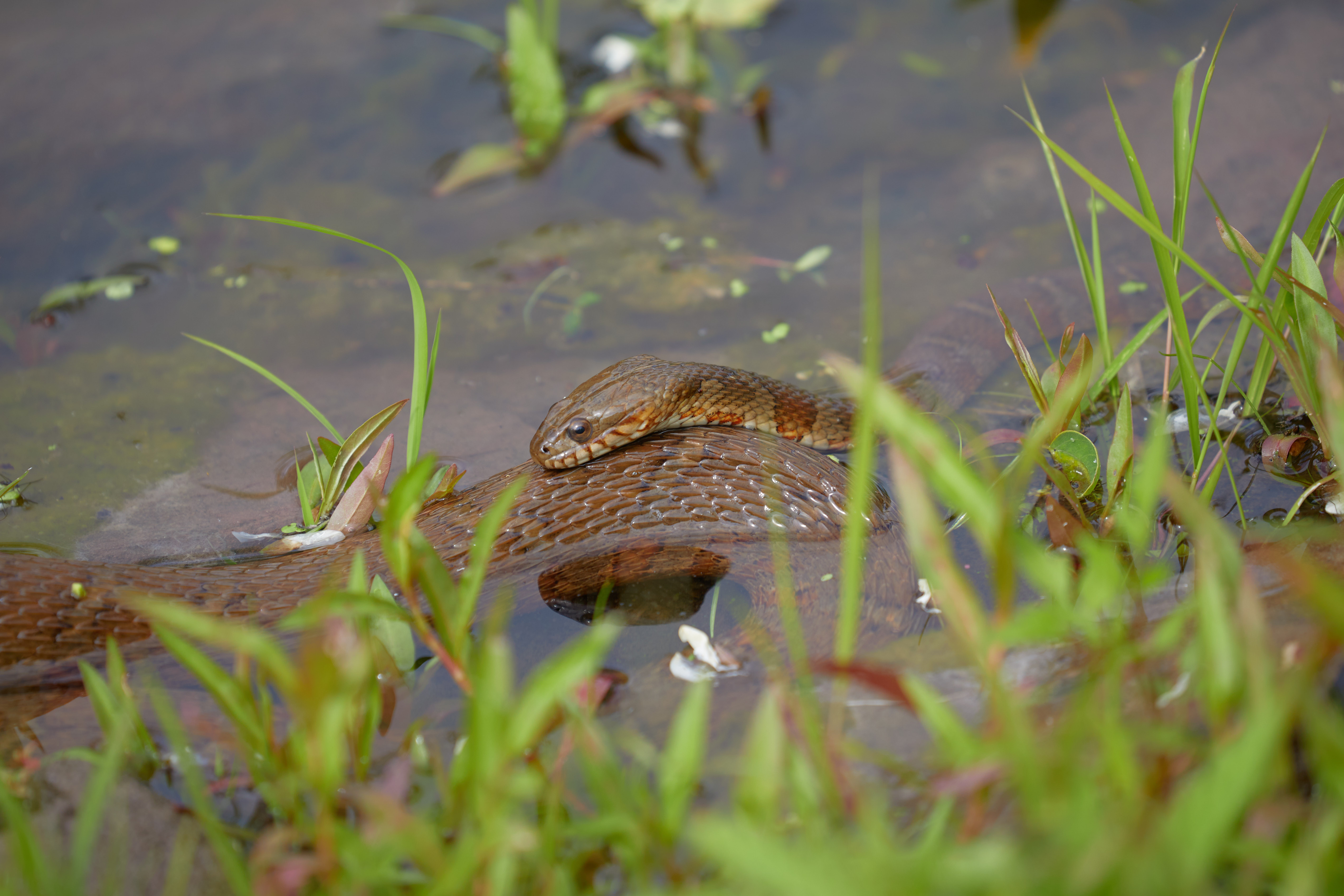 Small snake, resting on back of larger snake.