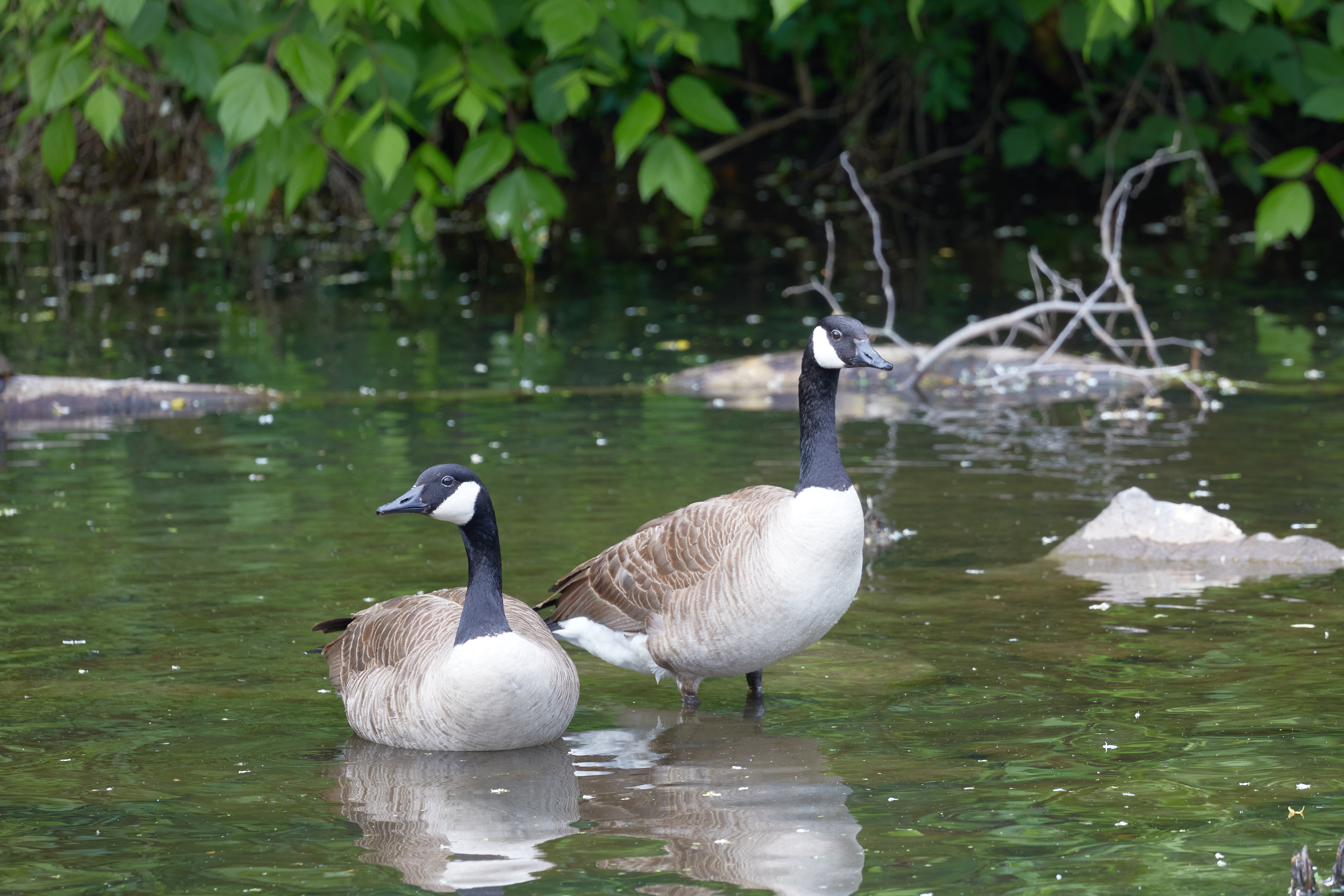 Two Canadien Geese in water.