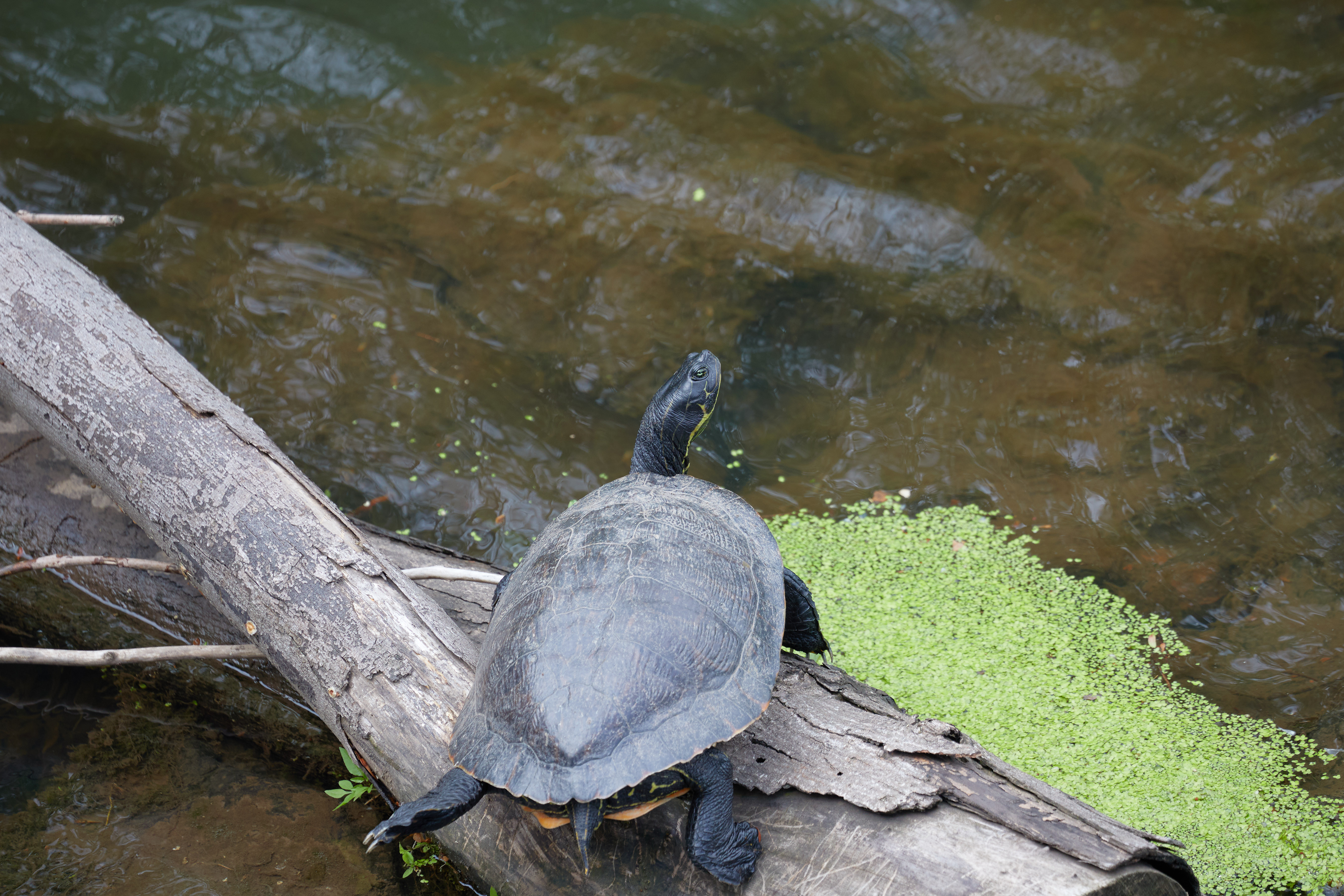 Turtle resting on log.