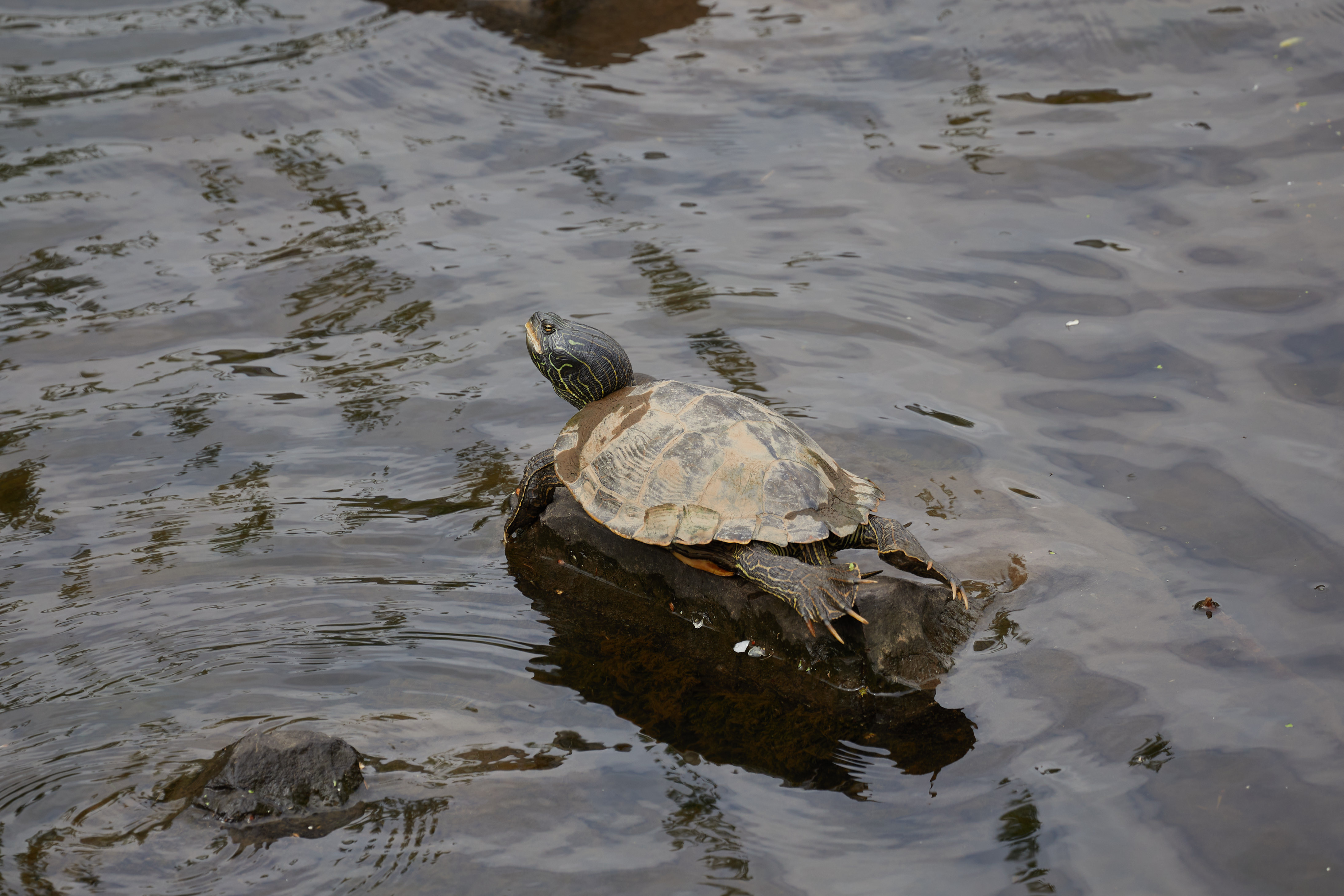 Turtle resting on rock.