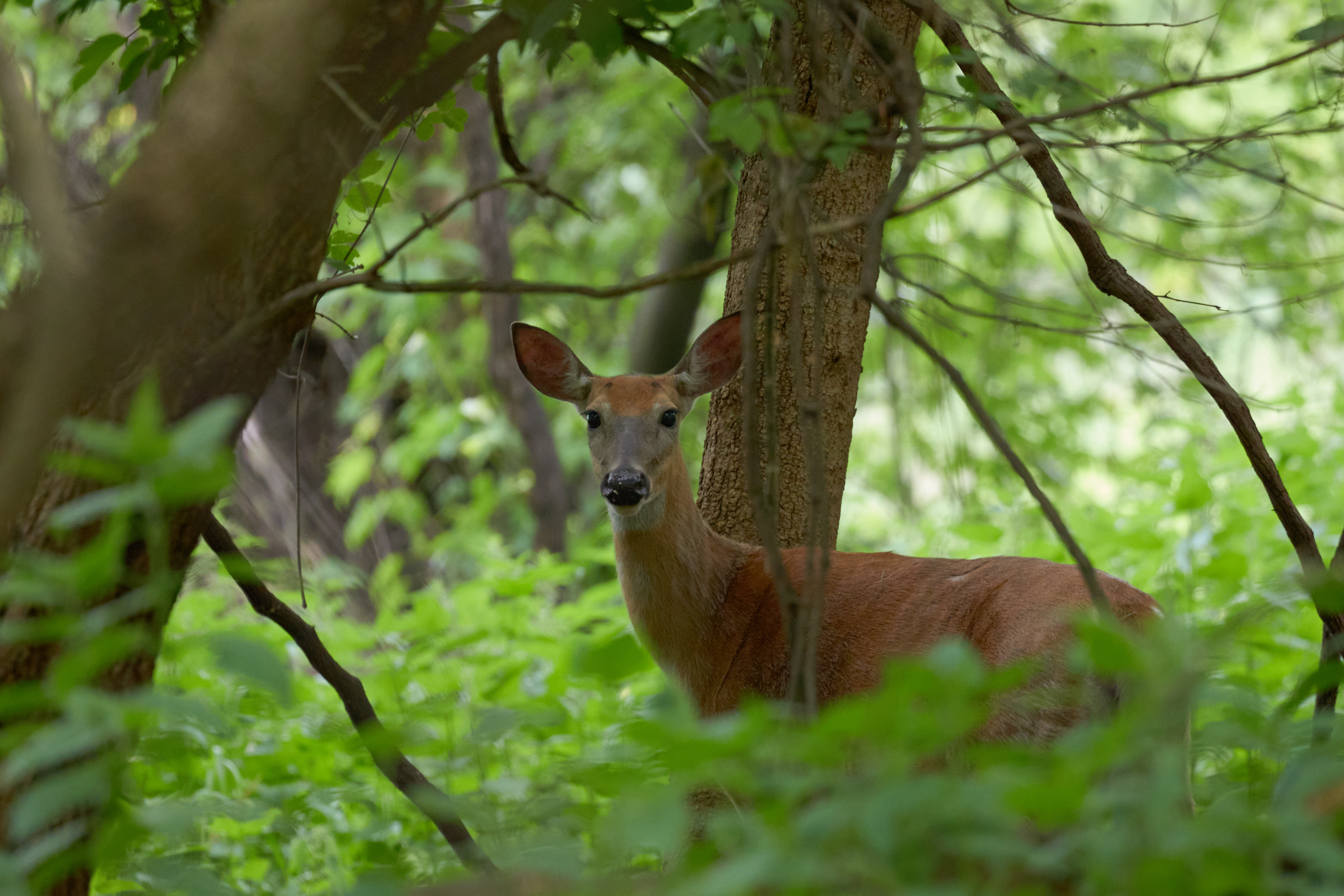 Deer in forest.