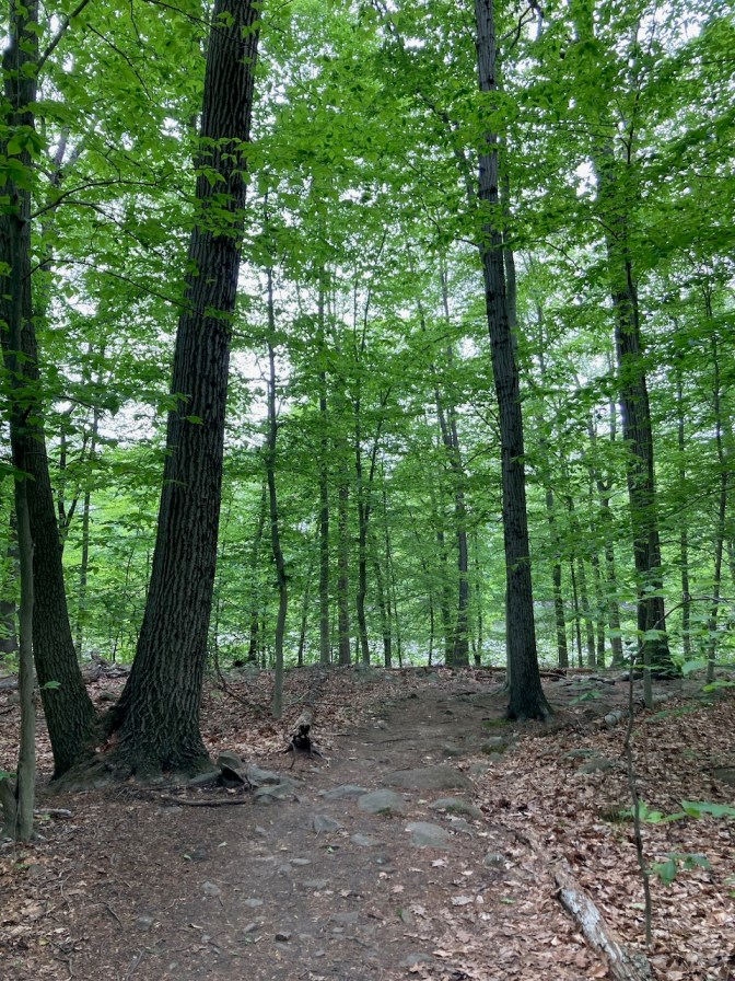 Tree-lined path through woods.