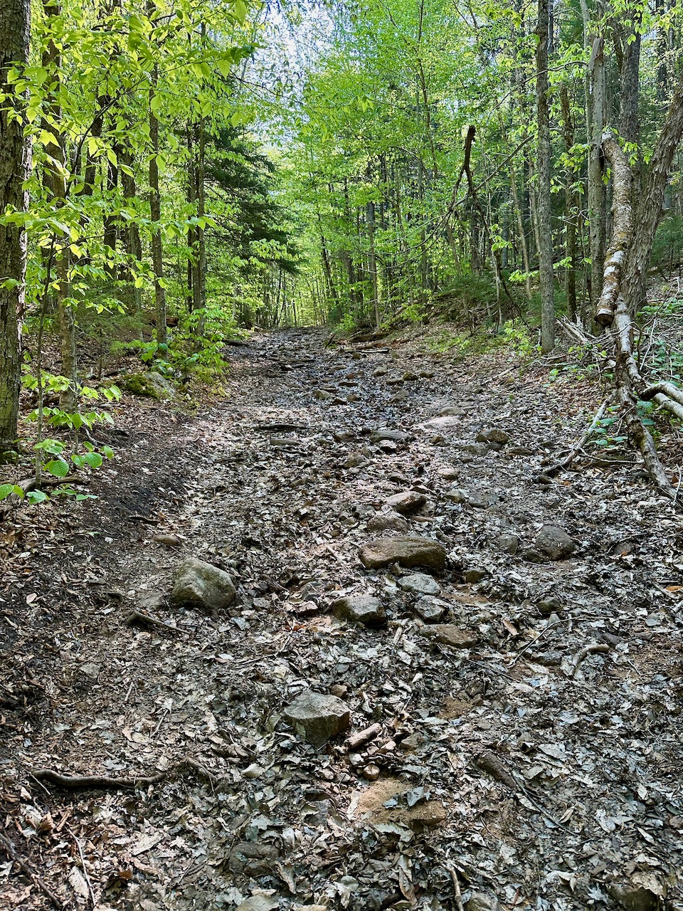 Rocky trail through woods.