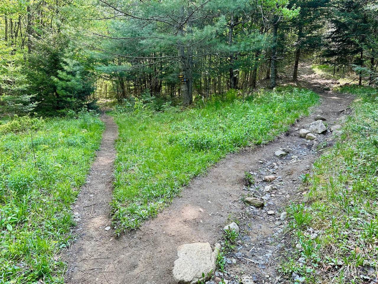 Trail split, with narrow path on left and wider, rockier path on right.
