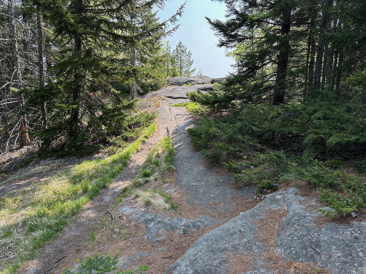 Rock slabs lined with pine trees.