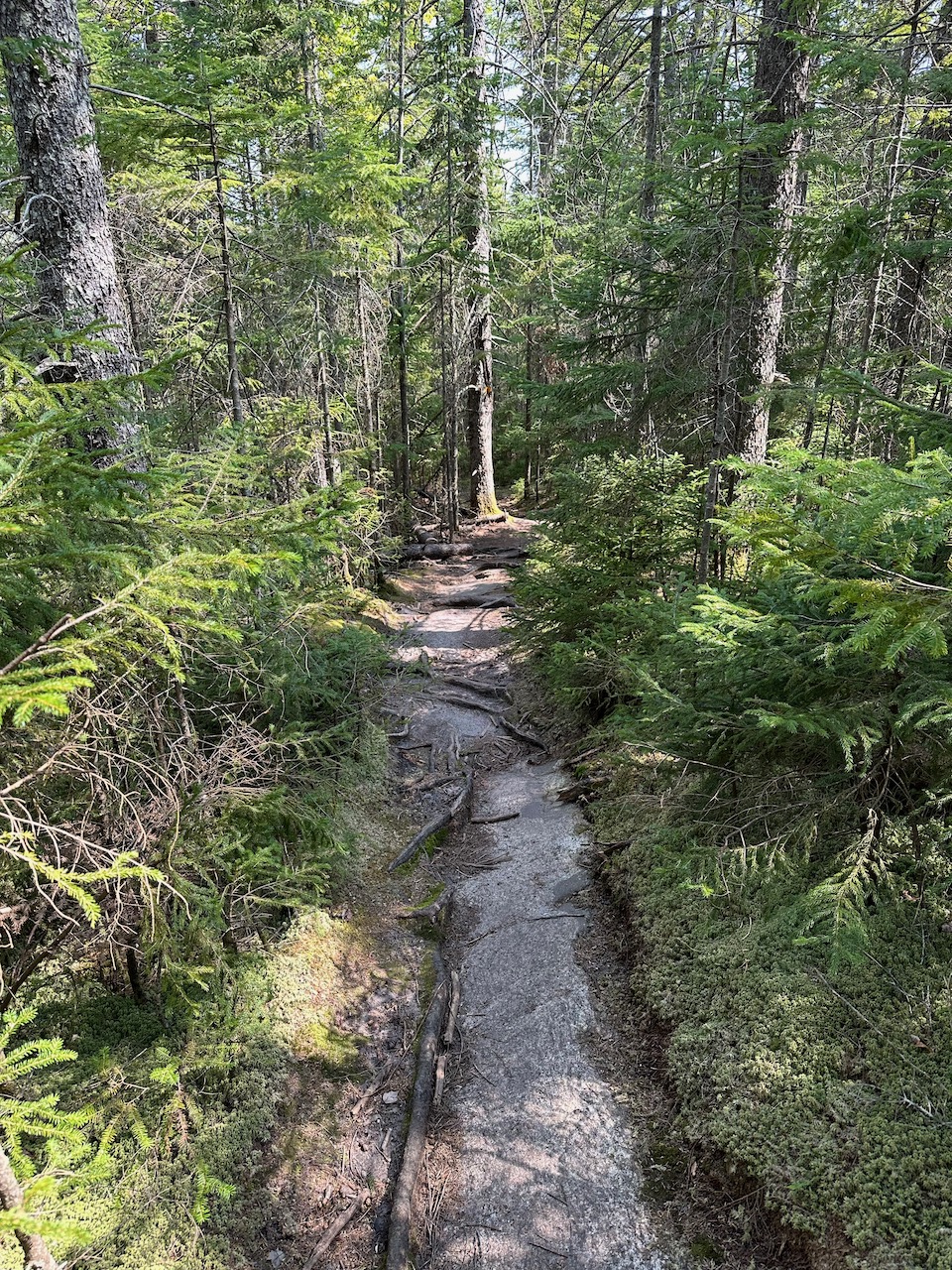 Rocky trail through woods.