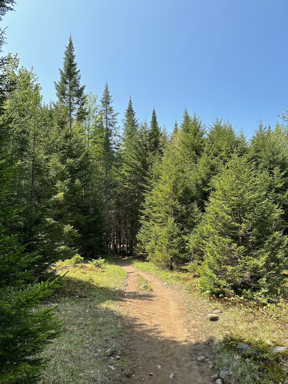 Dirt trail through woods.