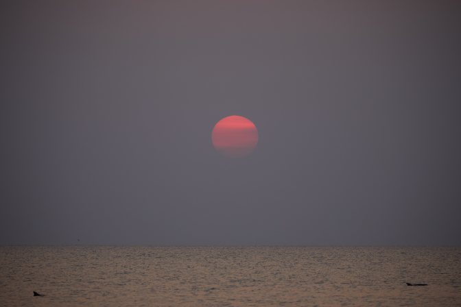 Sunset over ocean with dolphins in water in foreground.