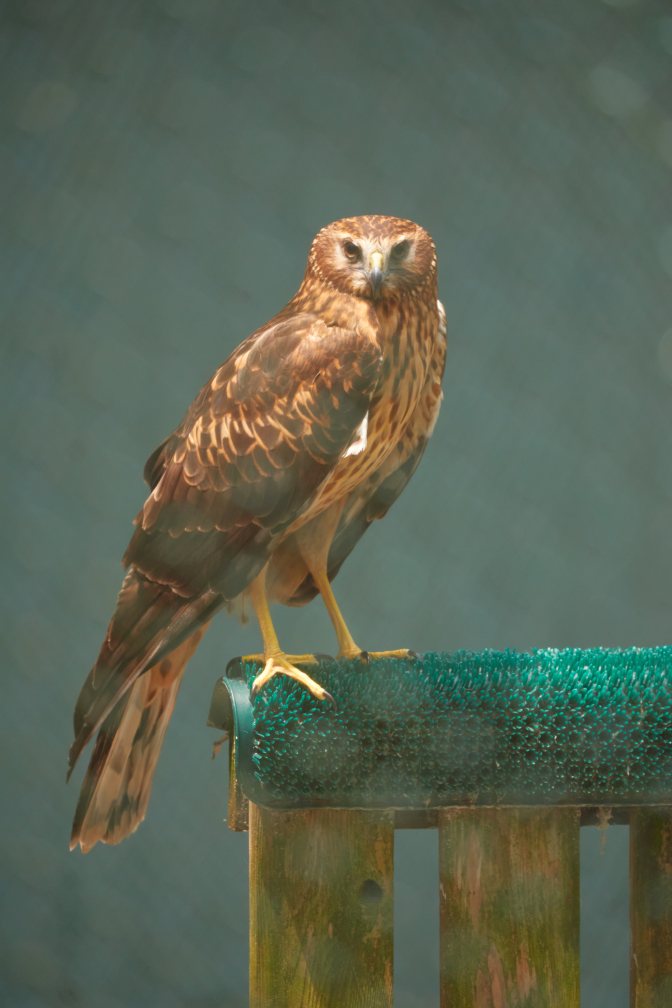 Hawk standing on perch.