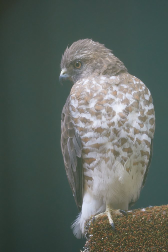 Red-tailed hawk.