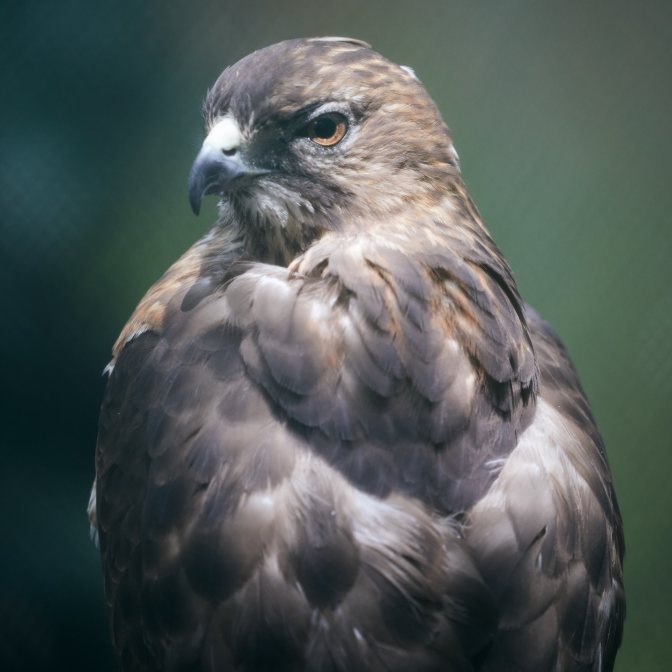 Hawk, looking toward camera.