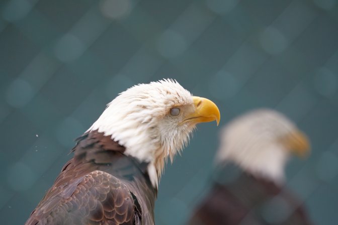 Bald eagle with dictating membrane covering eye.