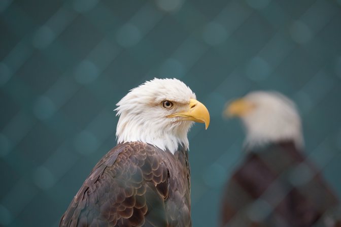 Bald eagle in foreground, with another bald eagle out of focus in background.
