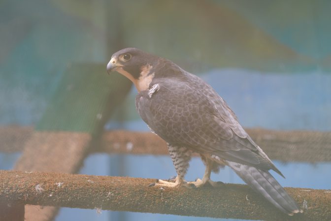 Peregrine falcon, on perch.