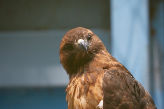 Red-tailed hawk, looking at camera.