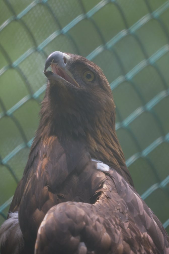 Golden eagle, looking skyward.