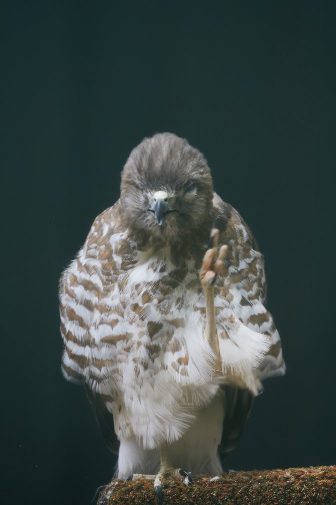 Hawk, with raised leg in the air.