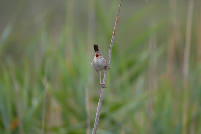 Carolina Wren in song.