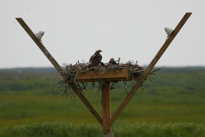 Osprey in nest, with young osprey also in nest.