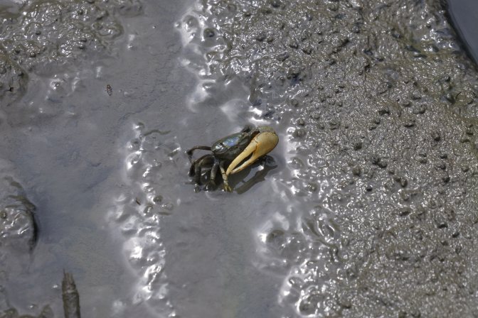 Fiddler crab in mud.