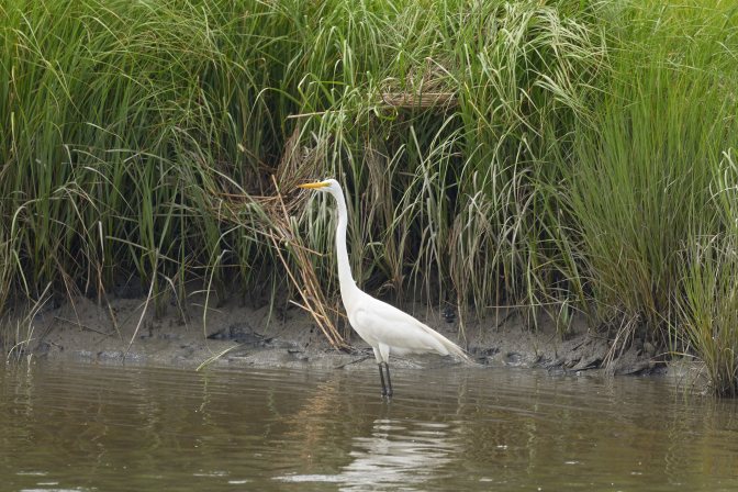 Egret wading in low water in wetlands.