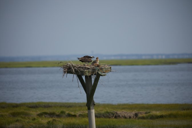 Mother and juvenile osprey in nest.