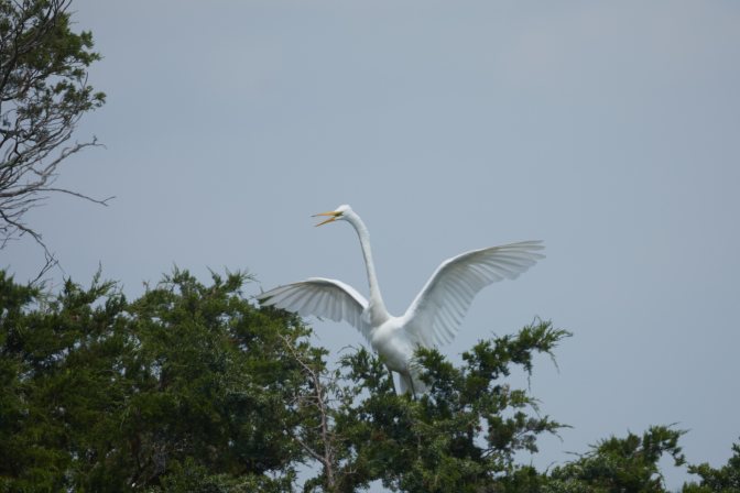 Egret in tree with its wings spread.