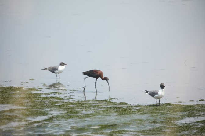 Glossy ibis standing between two seagulls.
