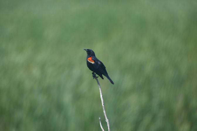 Red-wing blackbird on branch.
