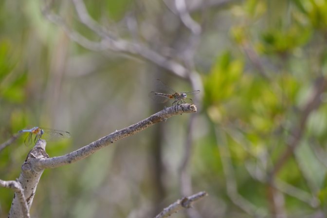 Dragonfly on branch.