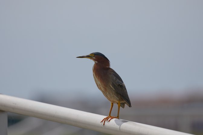Night heron on railing.