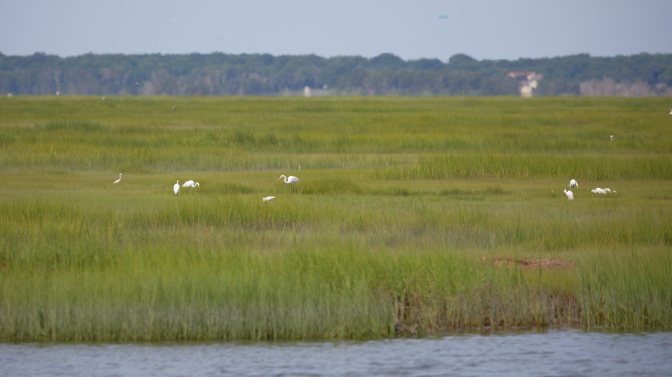 Group of egrets in tall grasses.