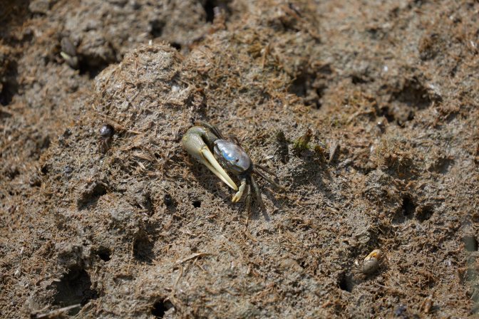 Fiddler crab in mud.