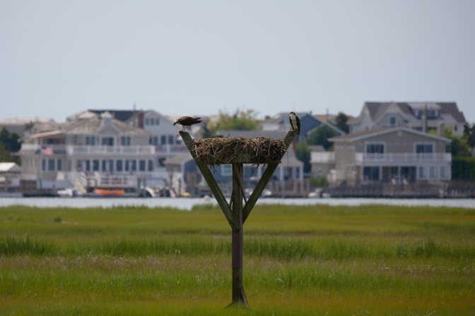 Two osprey on nest.