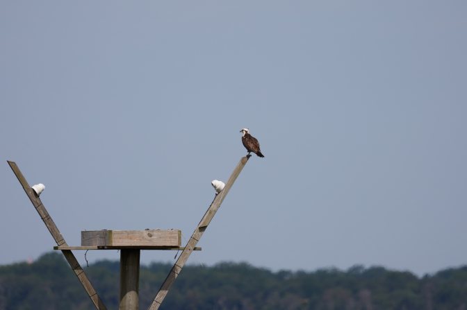 Lone osprey atop nest.